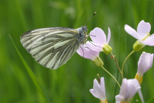 Green-veined white