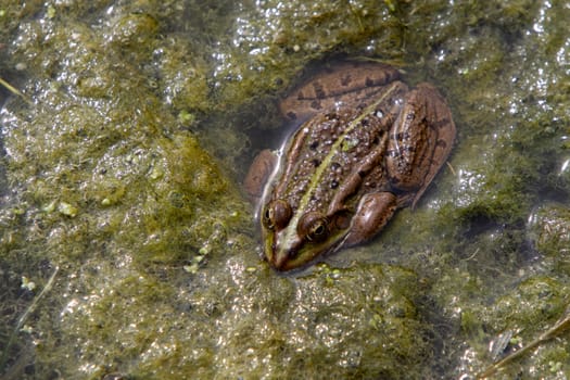 Common water frog