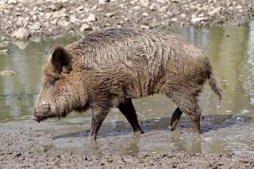 Wild boar at the Suhle
