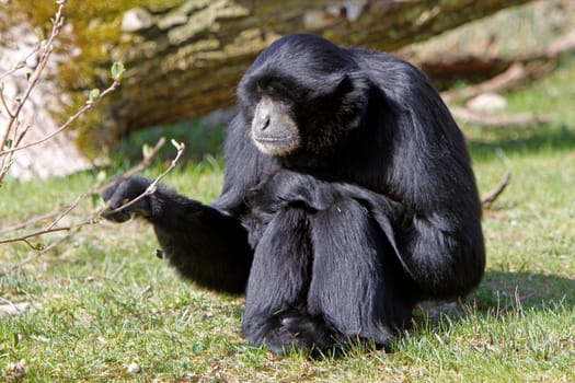 Siamang