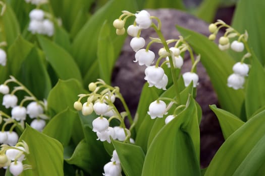 Lily of the valley at its most beautiful