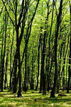 Forest background