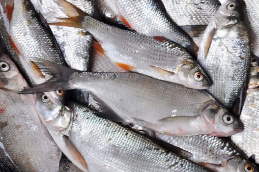Fish background. Many Silver fishes.