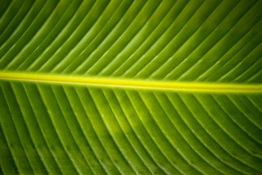 Close up view of a big palm tree leaf design.