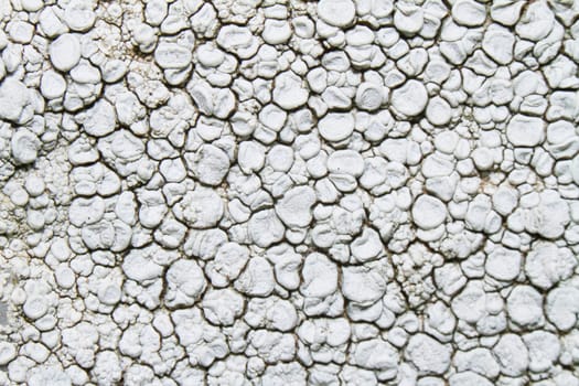 Close view detail of a white ochrolechia parella lichen.