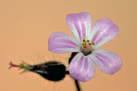 Cranesbill
