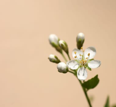 Die Nahaufnahme einer weißen Kirschblüte.