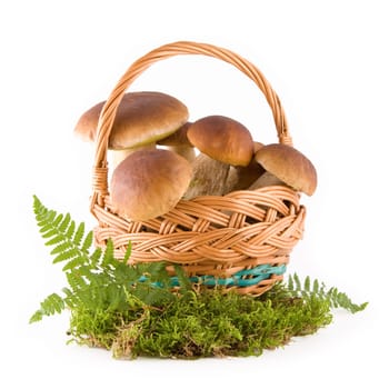 Fresh mushrooms in a wicker basket on green moss isolated on white