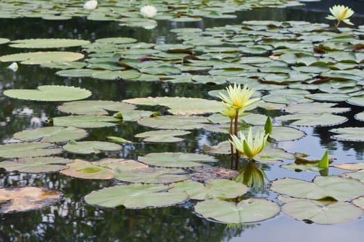 beautiful lotus with water
