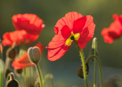red poppy seeds backlit