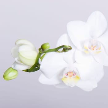 Orchid