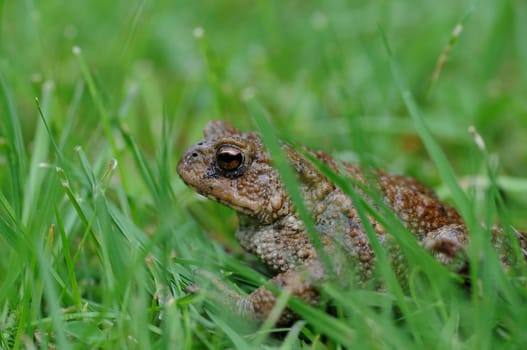 Toad