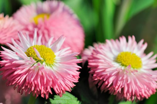 Daisy hybrids