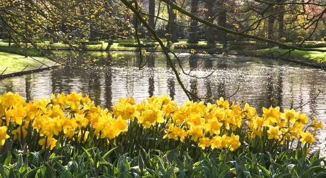 Pond with yellow daffodils and reflection of trees in early morning sun