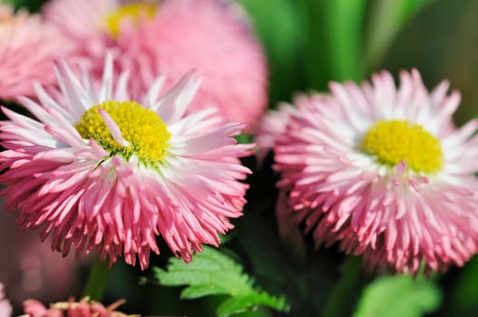 Daisy hybrids