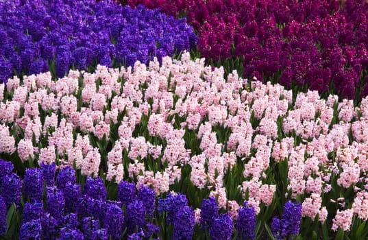 Colorful hyacinths as decoration in spring