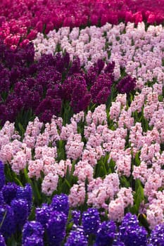 flowerbed with colorful hyacinths as decoration in spring