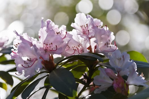 Backlight pink Rhododendron flowers in spring and bokeh in background
