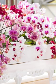 colorful moth orchids decoration