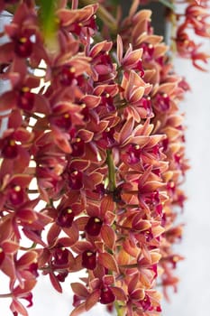 Beautiful orange orchids hanging down from a wall in morning light