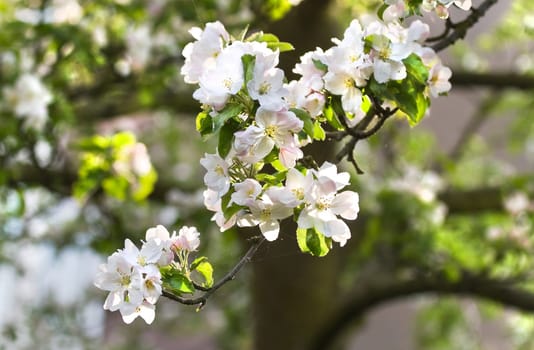 Sunlight on branch with appleblossom on appletree in spring - horizontal