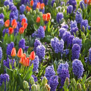 Orange tulips and blue hyacinths in early morning sunshine in spring - square crop