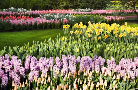 Lots of colorful tulips, daffodils and hyacinths in garden in spring