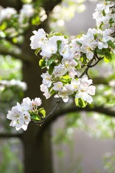 Sunlight on branch with appleblossom on appletree in spring - vertical