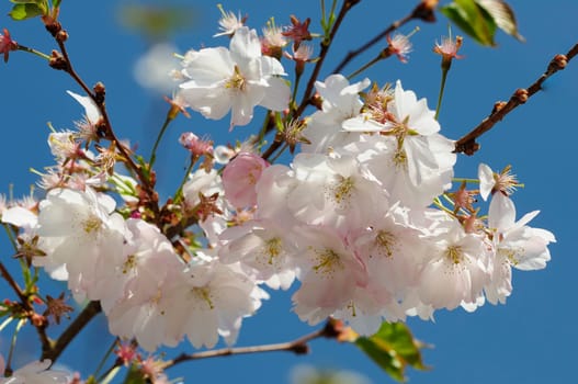 Japanese Cherry