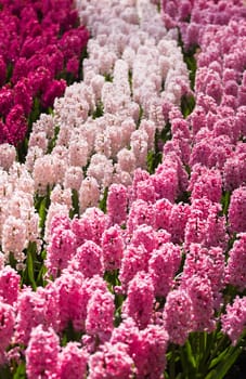Morning sunshine on flowerbed with colorful hyacinths as decoration in spring