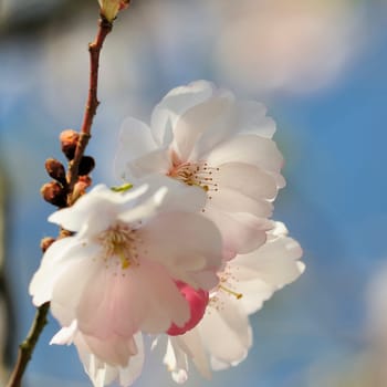 Japanese Cherry
