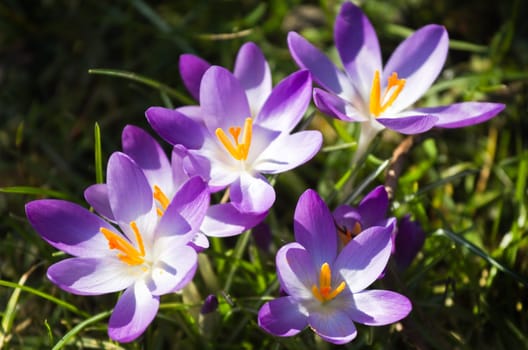 Purple spring crocus or Crocus vernus on a sunny day in March