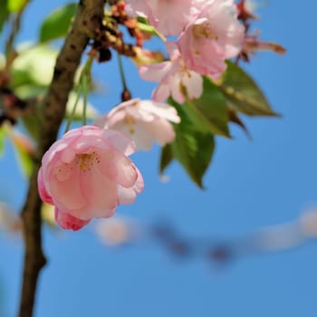 Japanese Cherry