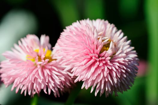 Daisy hybrids