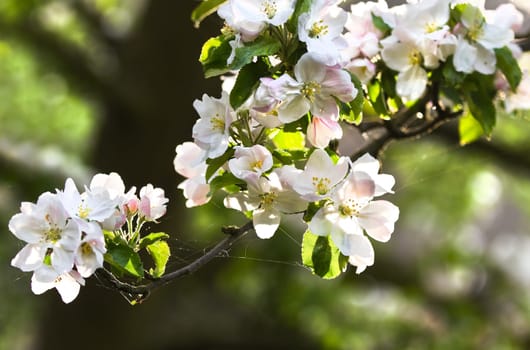 Sunlight on branch with appleblossom on appletree in spring - horizontal