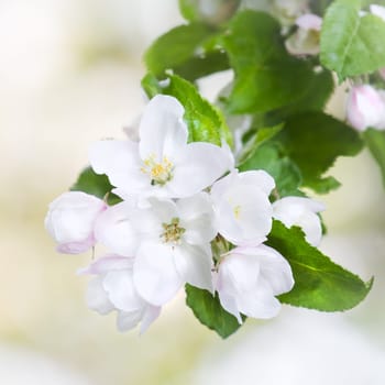 Beautiful white appleblossom in spring - square crop