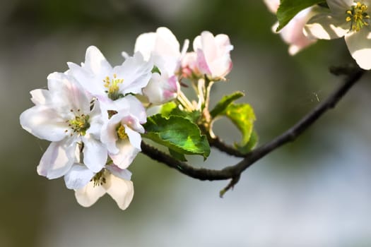 Sunshine on branch with appleblossom in spring