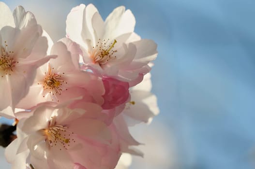 Japanese Cherry