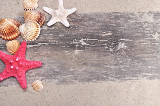 Sea shells and sand as background