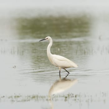 Egretta garzetta or small white heron, hunting