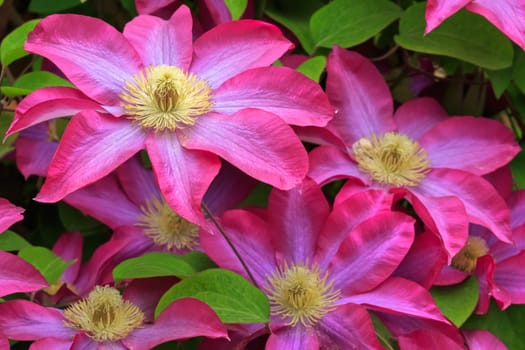 spring flowers