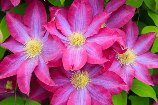 spring flowers