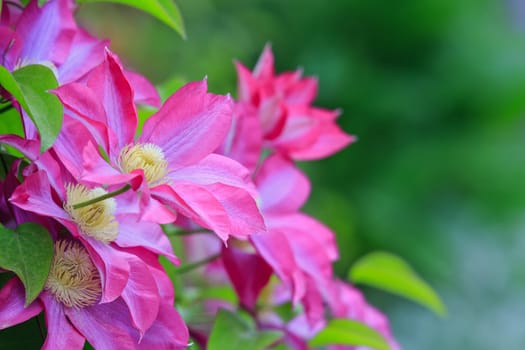 spring flowers