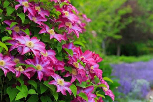 spring flowers