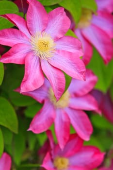 spring flowers
