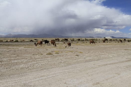 Train Cemetery, Uyuni Bolivia