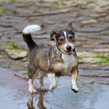 Seppl a terrier-dachshund mix playing on the water