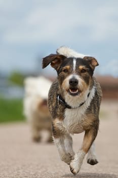 A mongrel dog runs with a lot of fun over a road in the background a slightly blue sky.