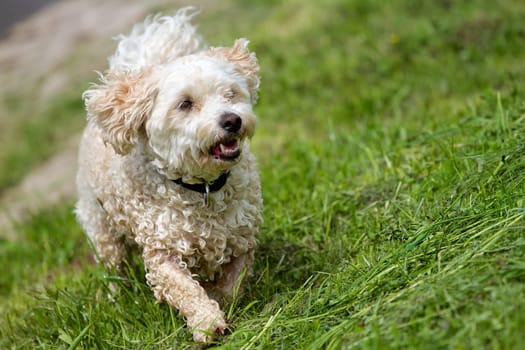 A wet mongrel dog,Havanese - Poodle Mix,runs up a slope in a green meadow.