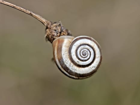 Western heath snail on the Dörnberg